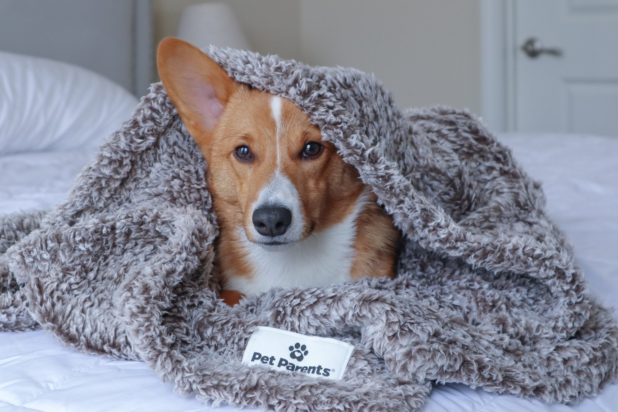 Do Pets Need Blankets? Blankets for Cats and Dogs