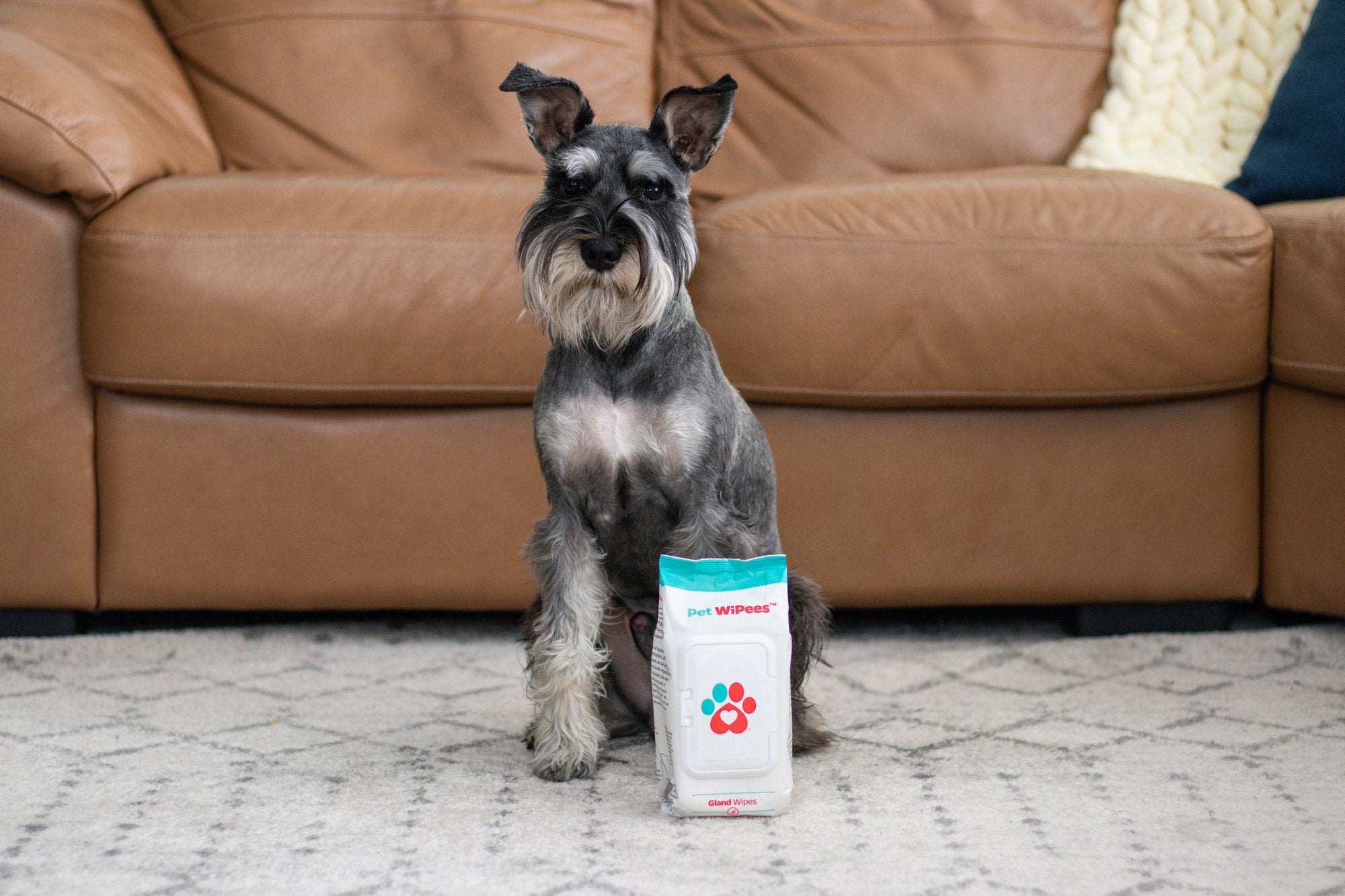Pairing Allergy Wipes for Dogs and Dog Allergy Supplements for Dual Support