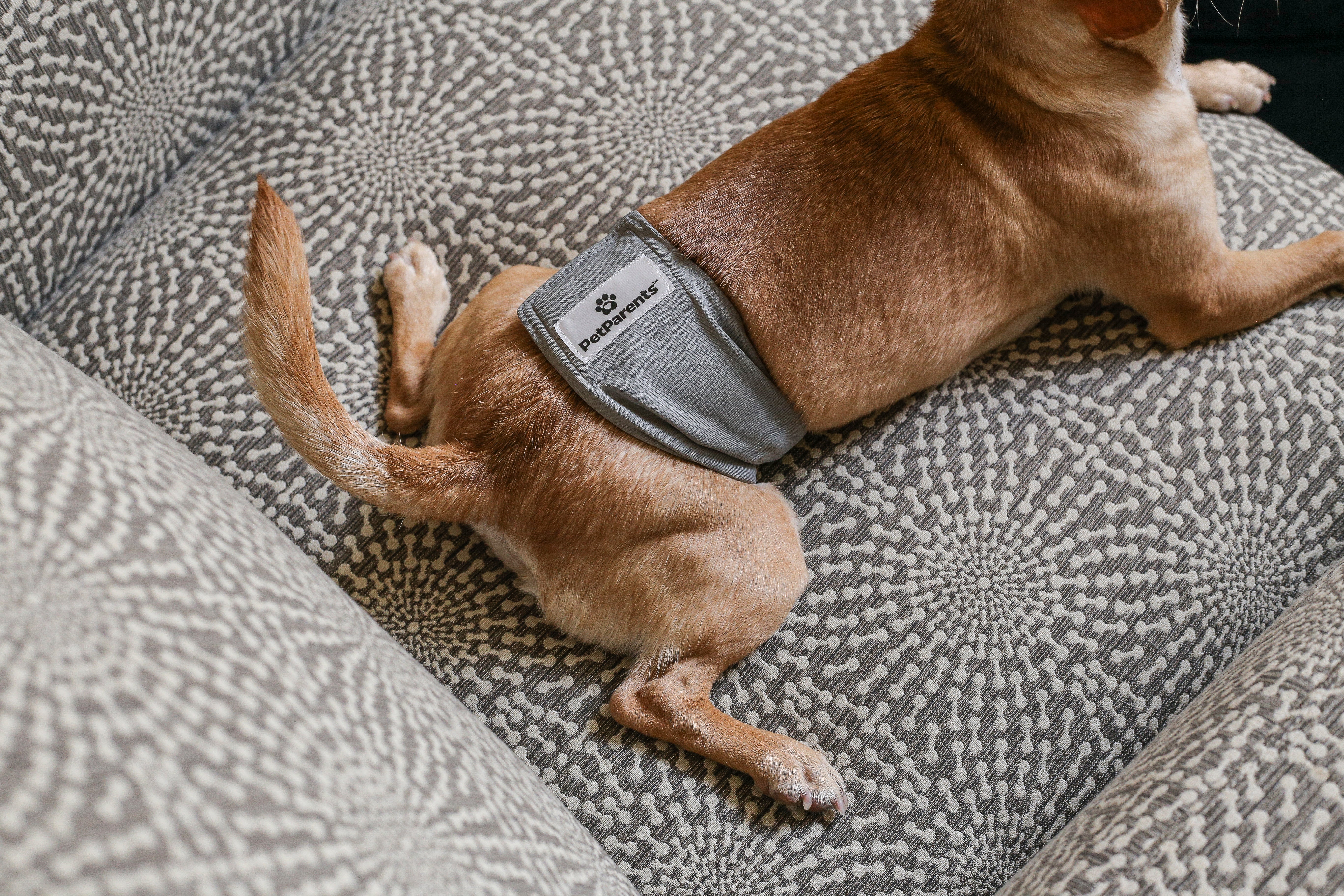 Pros and cons of belly bands for dogs