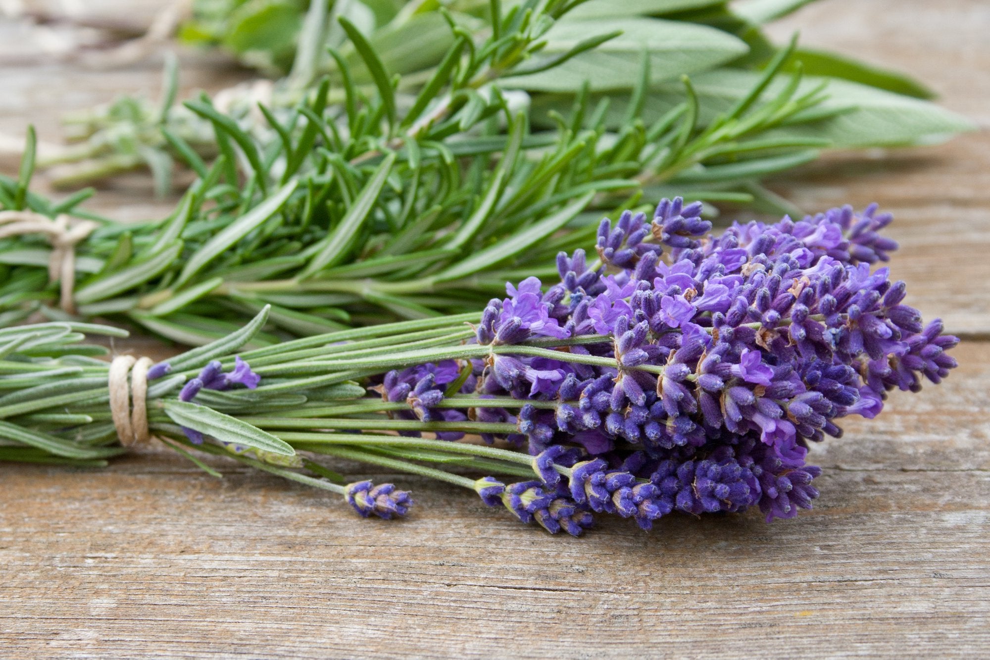 Is Lavender Safe for Dogs?
