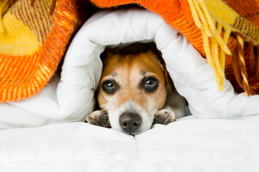 Calming Dogs on the Fourth of July