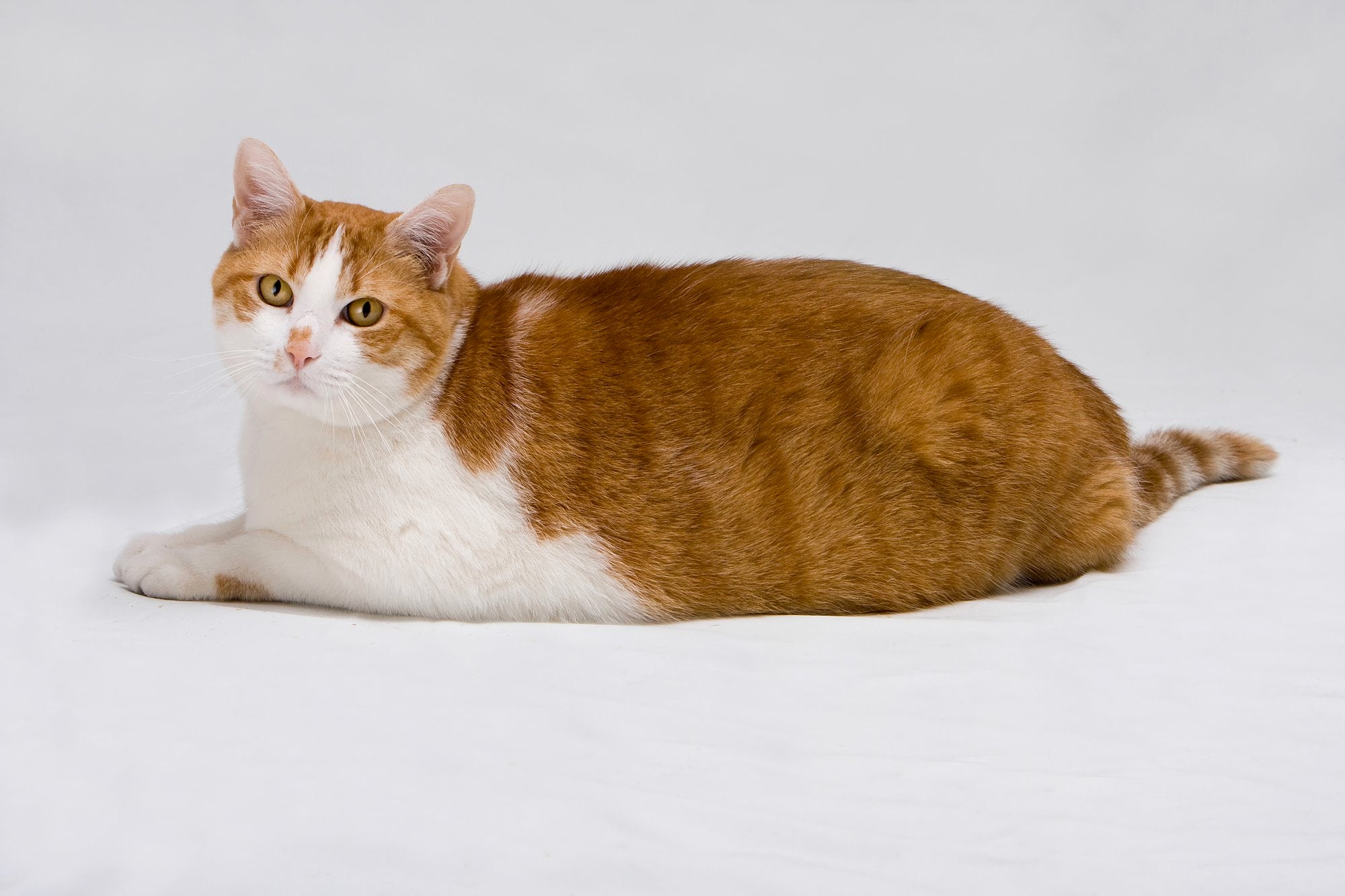 Managing Cat Obesity