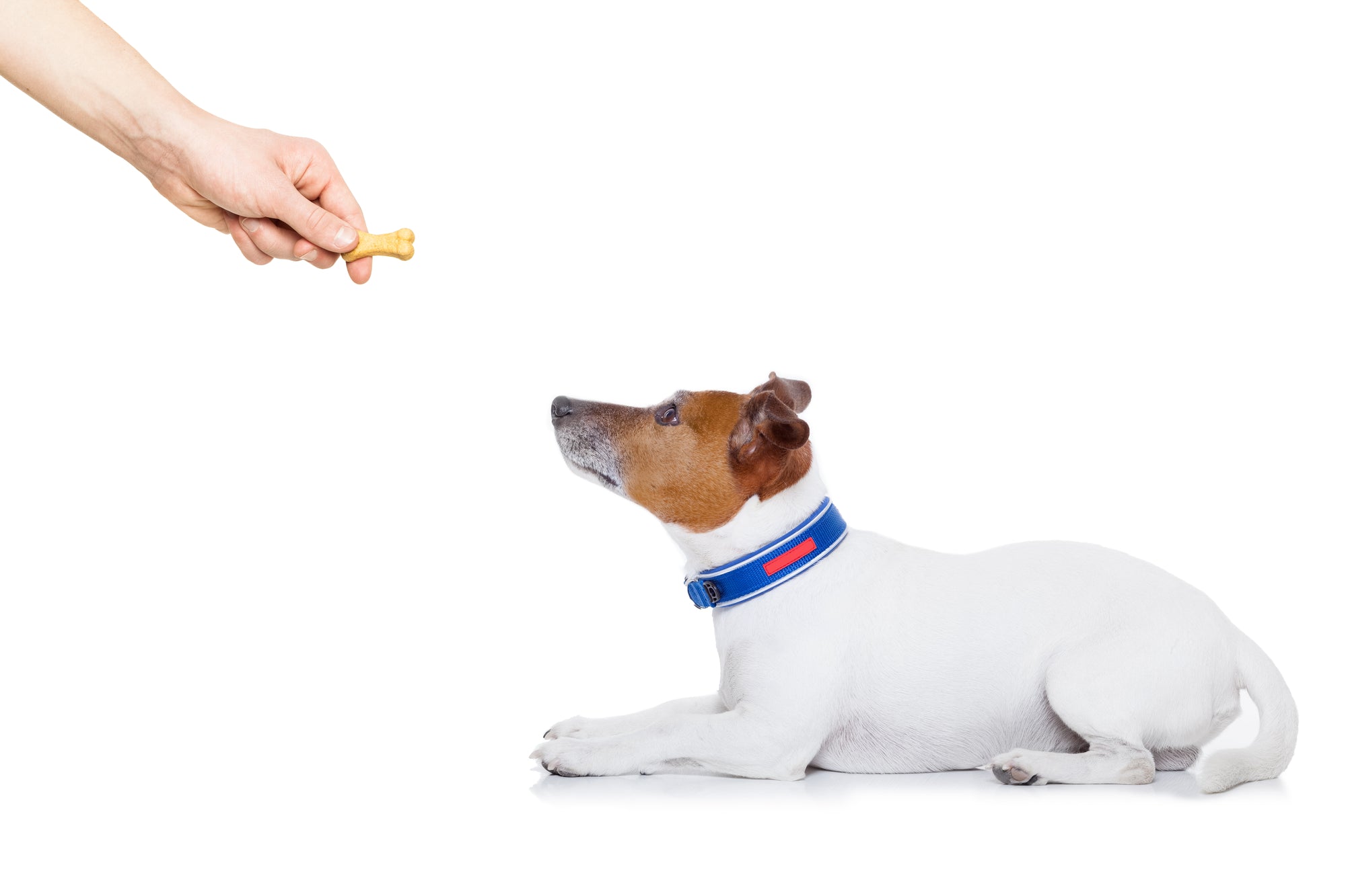 Positive Reinforcement in Dogs