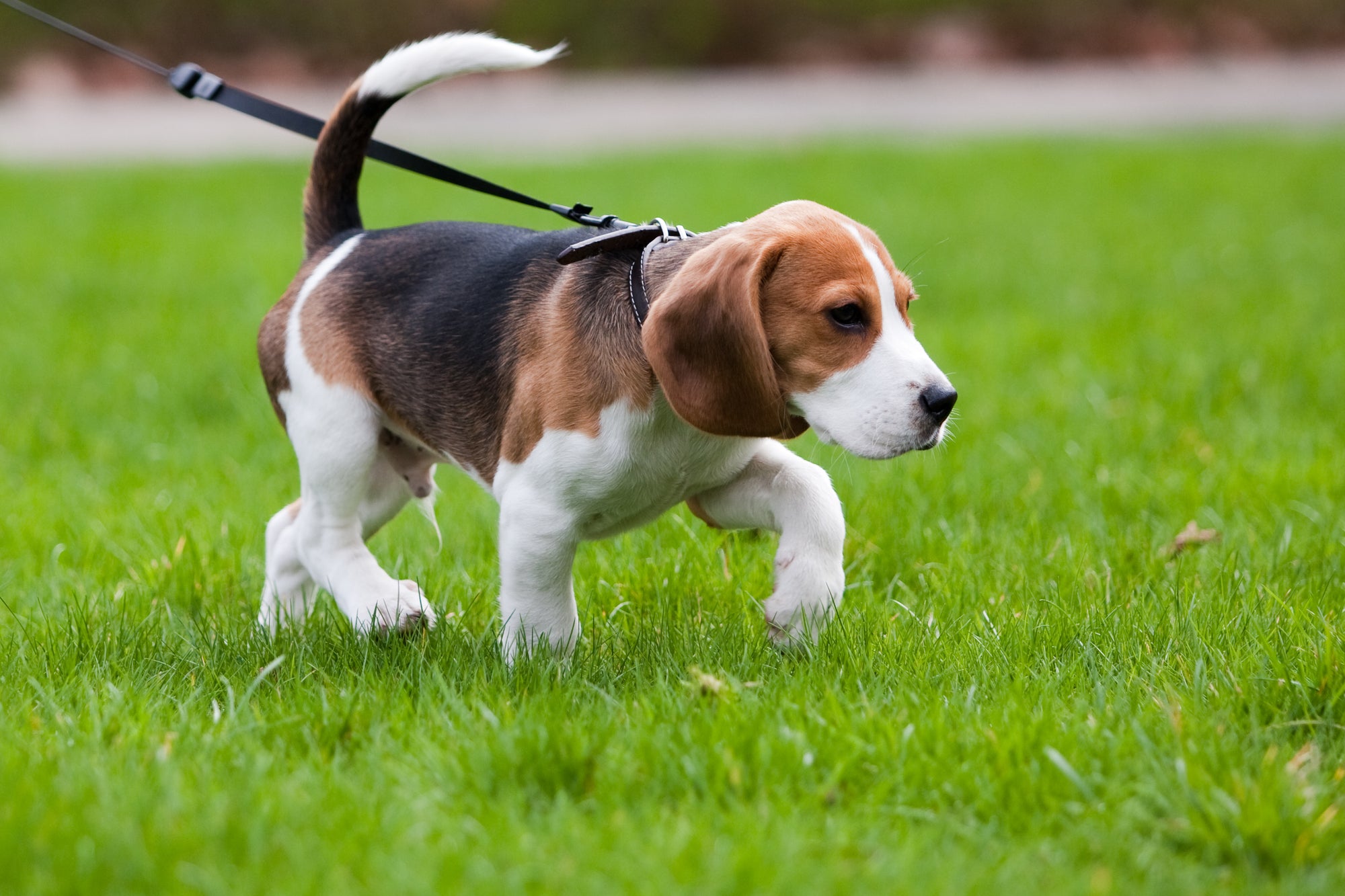 Potty Training Your Puppy With a Full-Time Gig