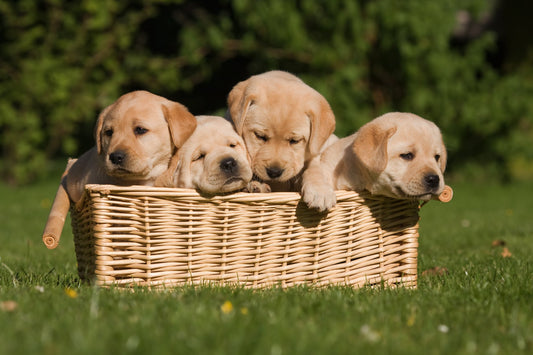Puppy Development Stages