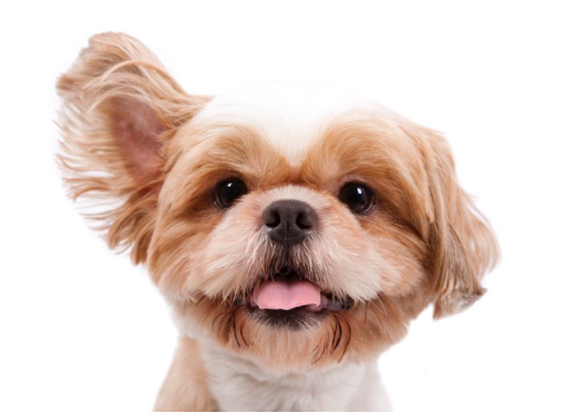 Signs of Ear Infections in Dogs and Prevention Advice