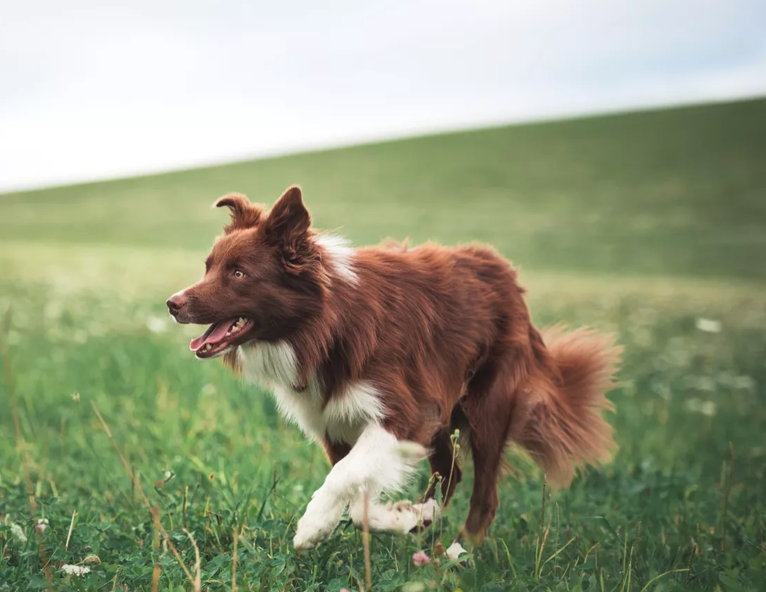 Hip Dysplasia in Dogs: Prevention and Understanding