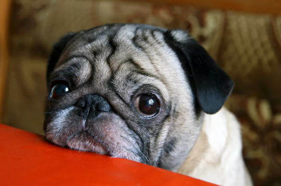 How to Deal with Separation Anxiety in Dogs