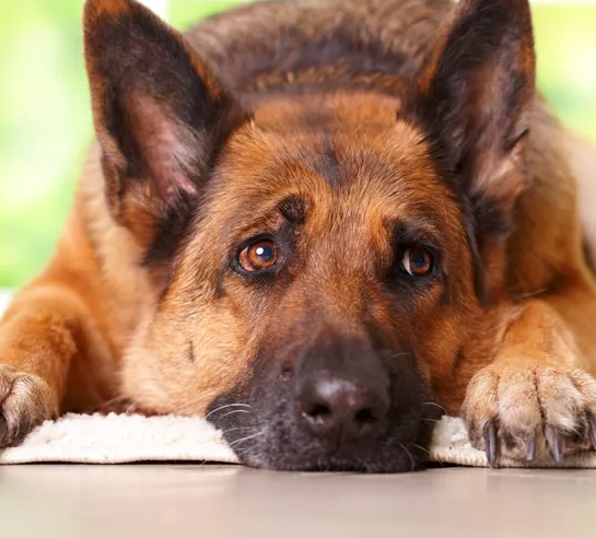 Dog bowel incontinence diapers, senior dog fecal incontinence