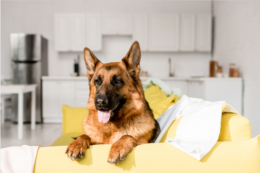 House Cleaning Tips for Pet Owners