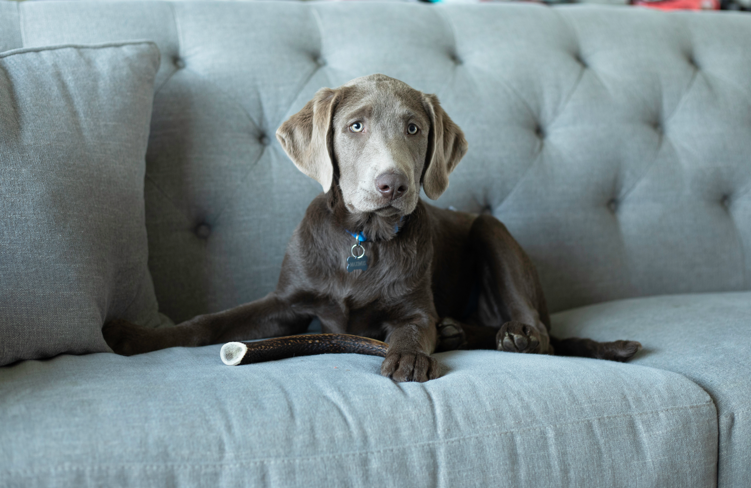 The Pet Parents® Guide to Antlers for Dogs