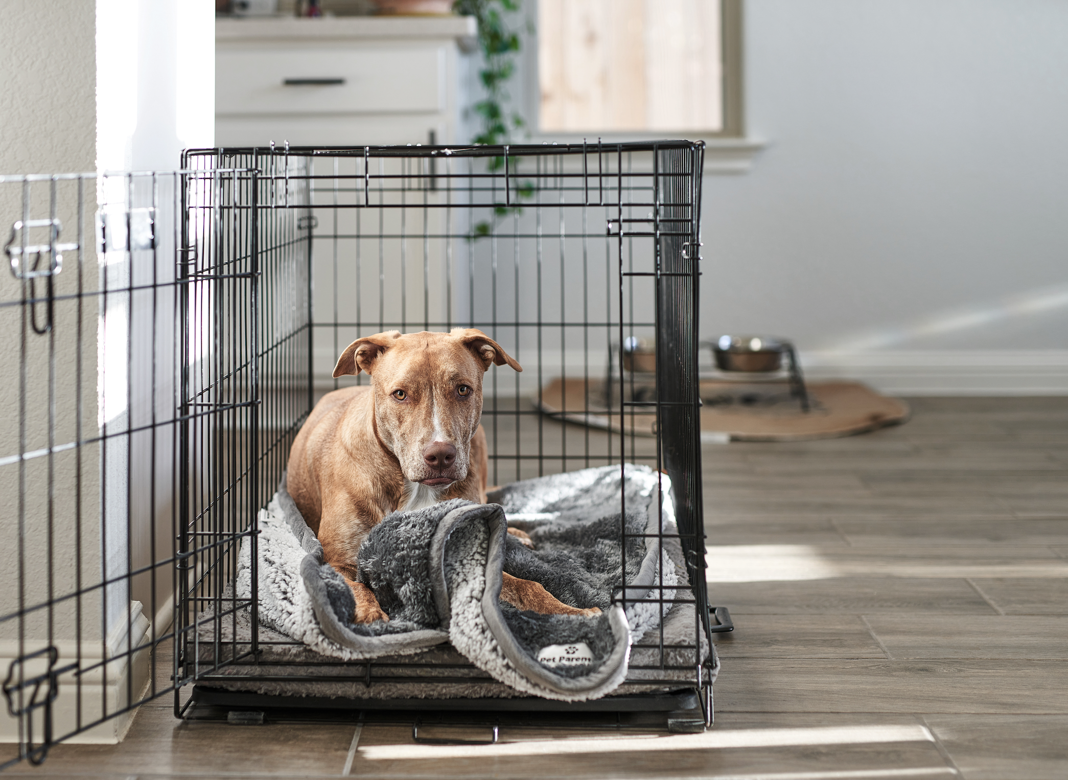 The Pet Parents® Guide to Pet Blankets
