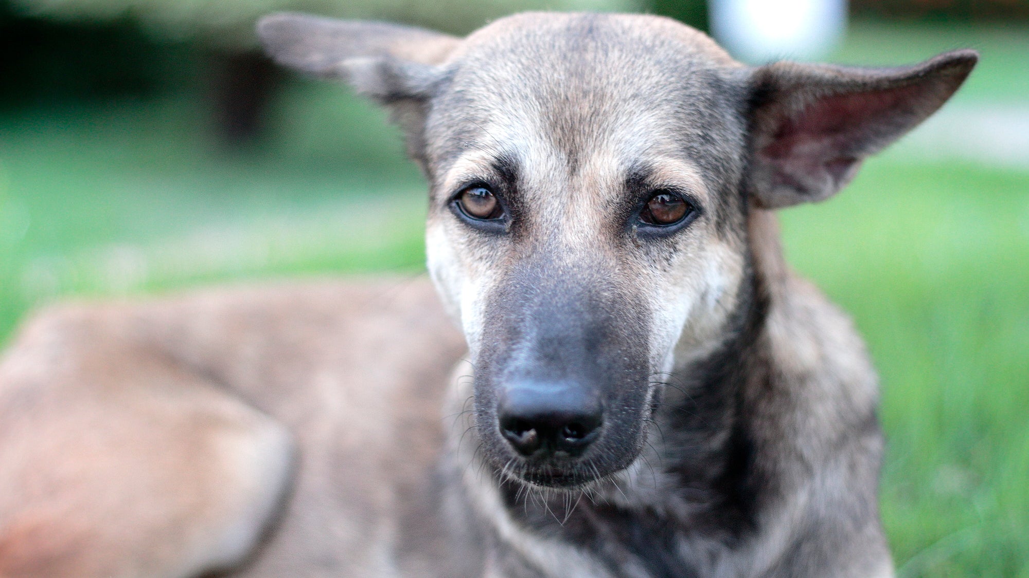 The Pet Parents® Guide to Caring for Your Senior Dog