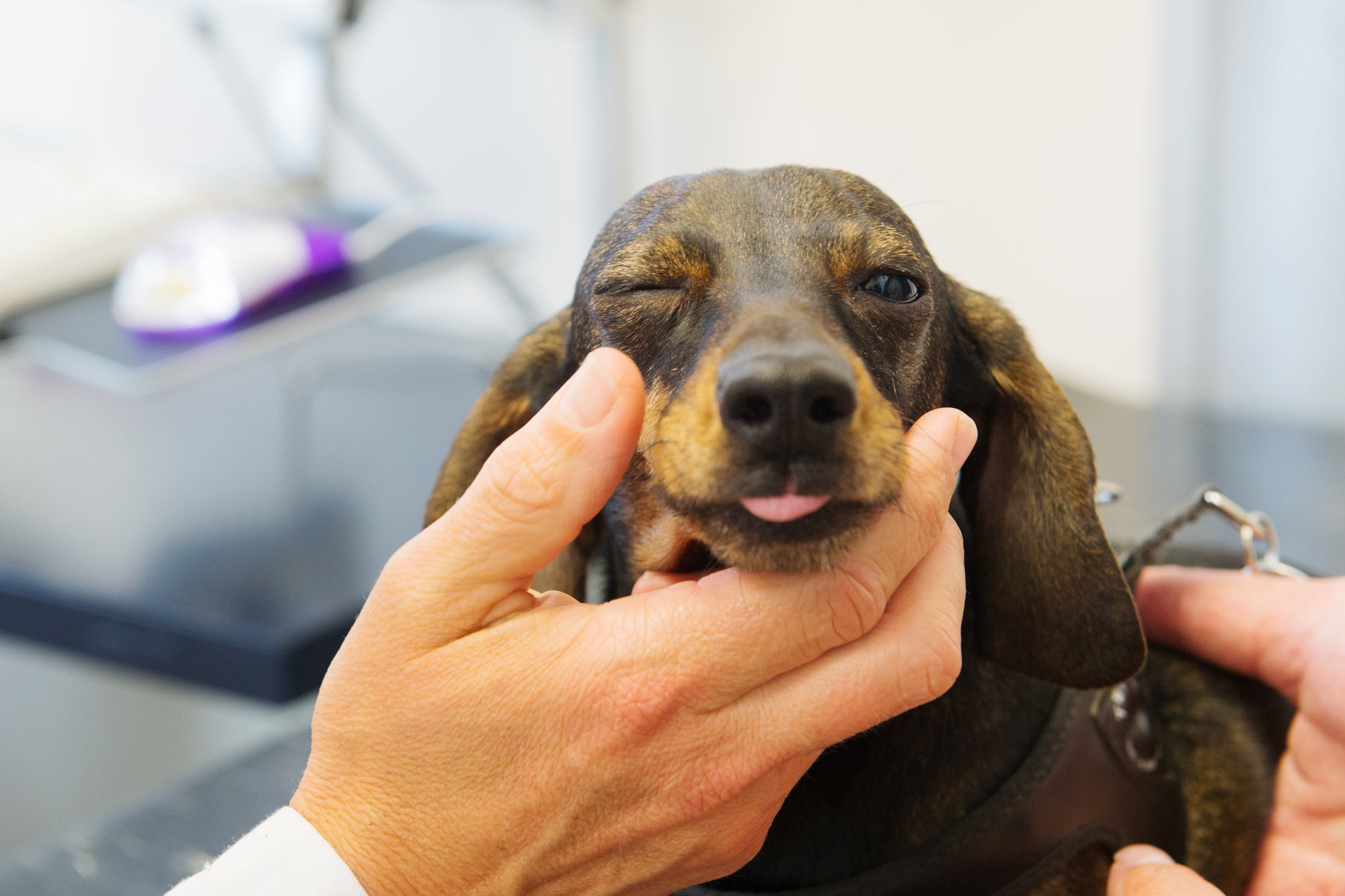 Should You Get Your Old Dog's Teeth Cleaned?