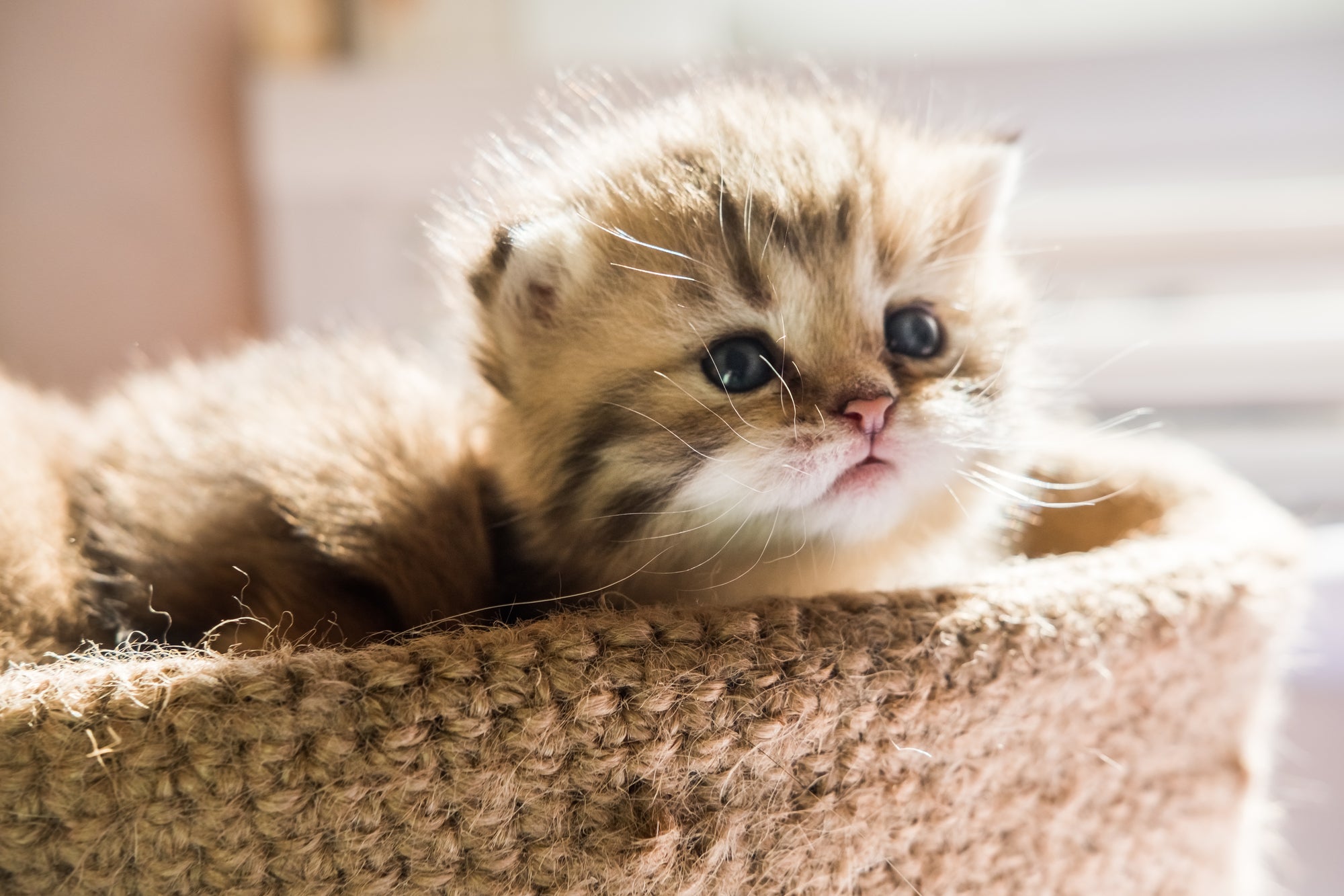 Stages of Kitten Development