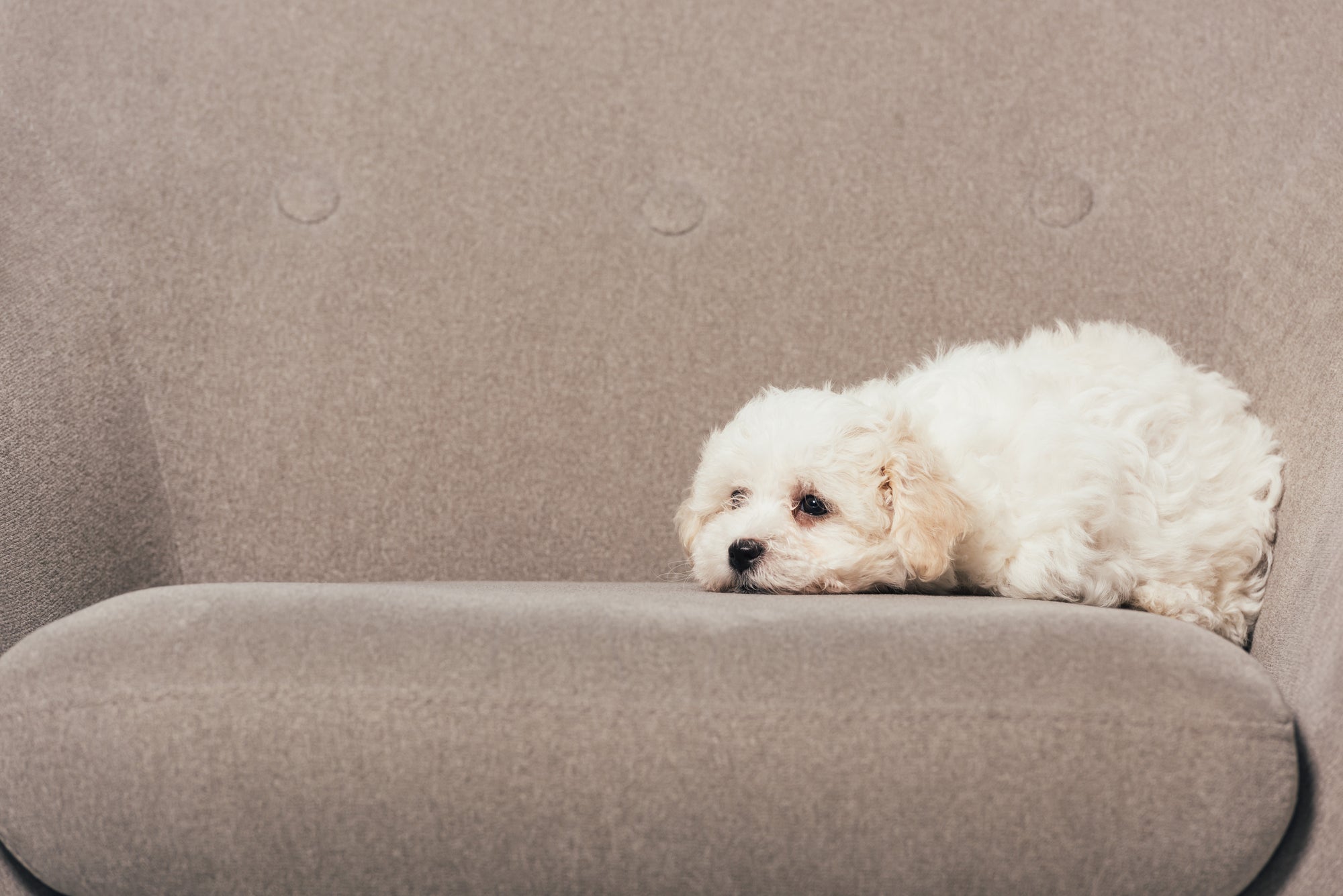 Sudden Paralysis in Dogs