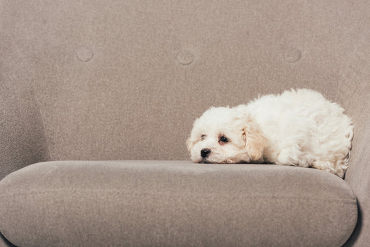 Sudden paralysis in dogs, dog hind leg paralysis sudden