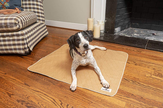 Dog incontinence, causes and signs