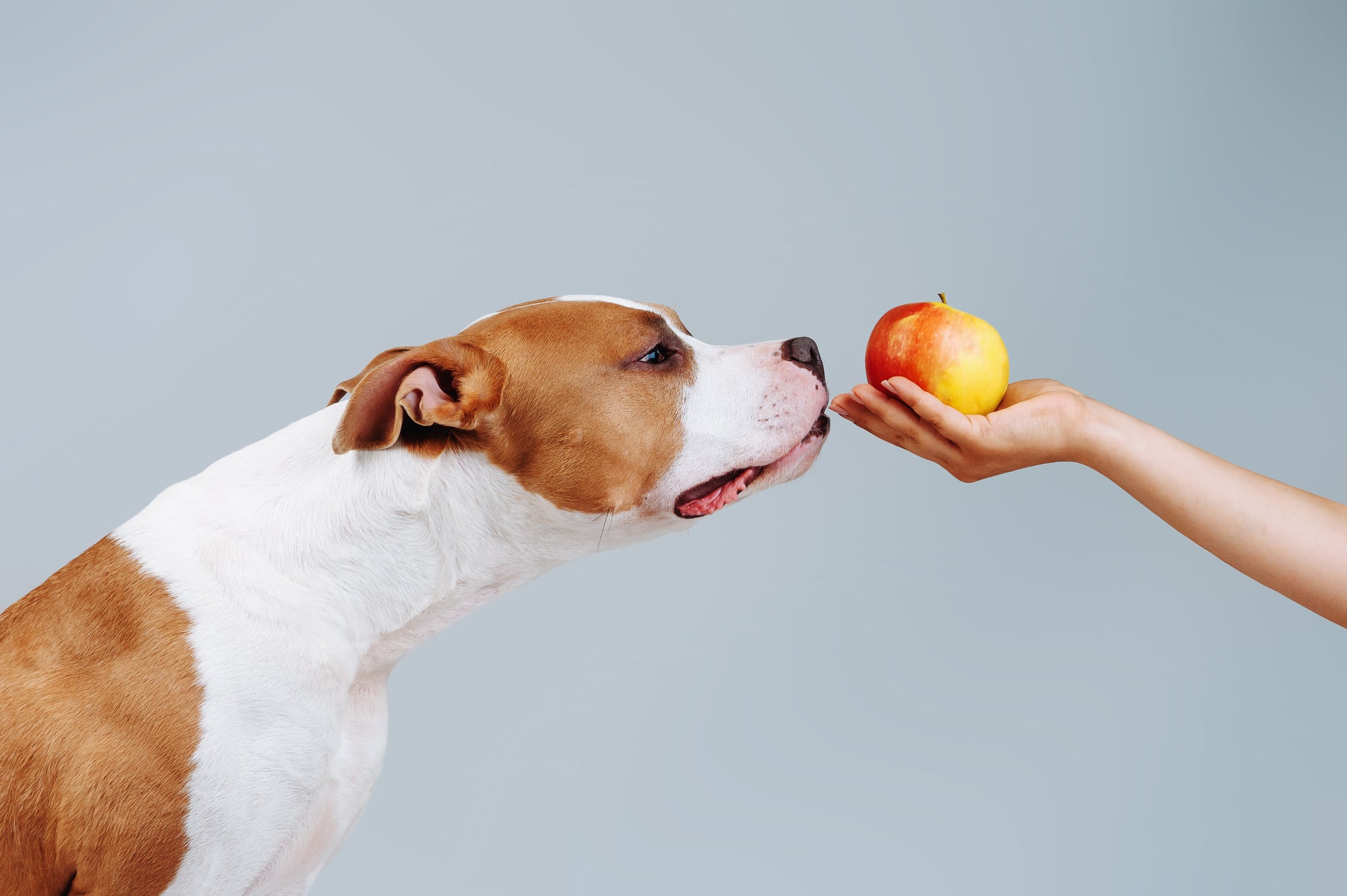 tips for a healthy dog diet