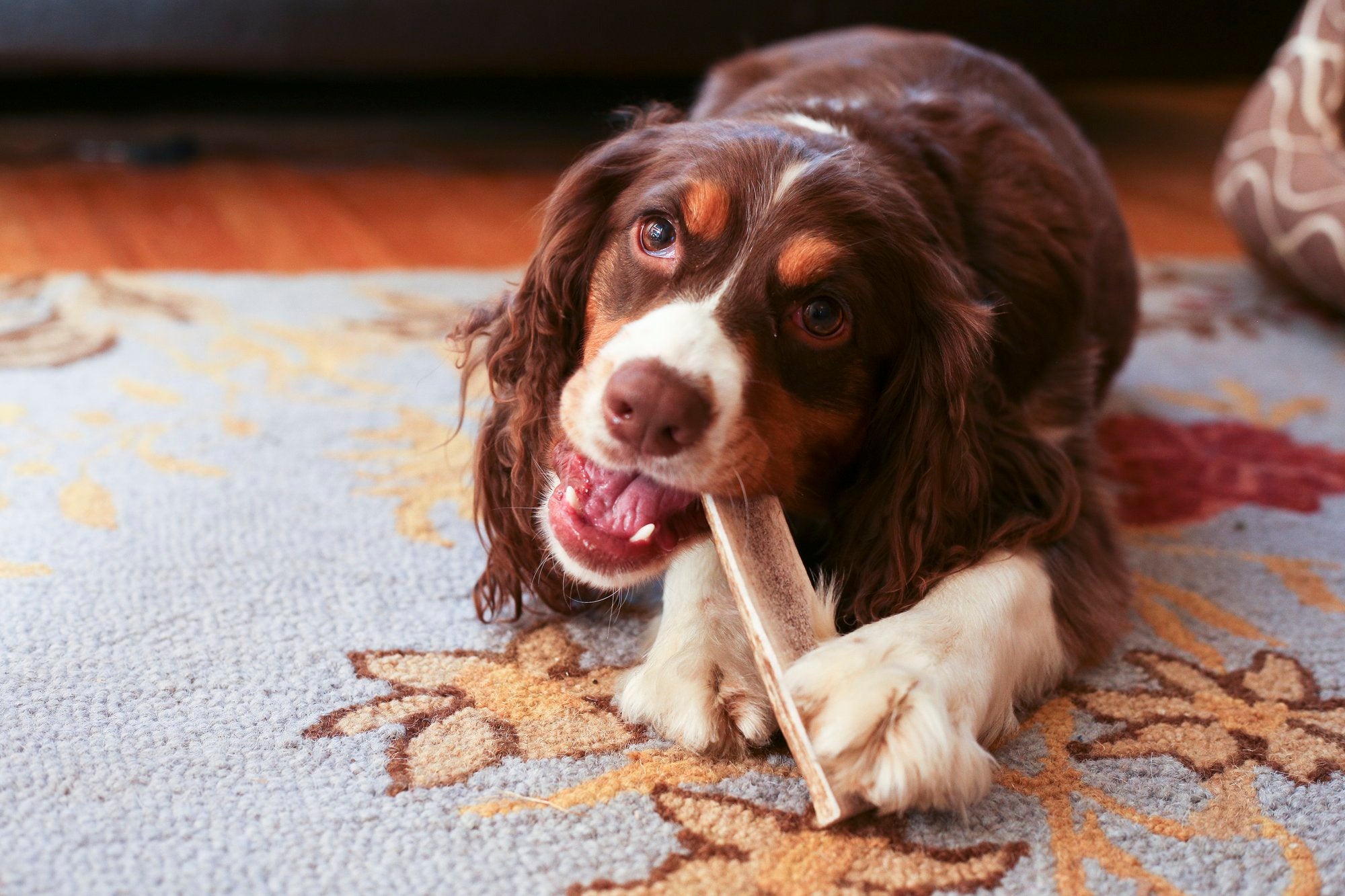 Toys for Dogs with Anxiety