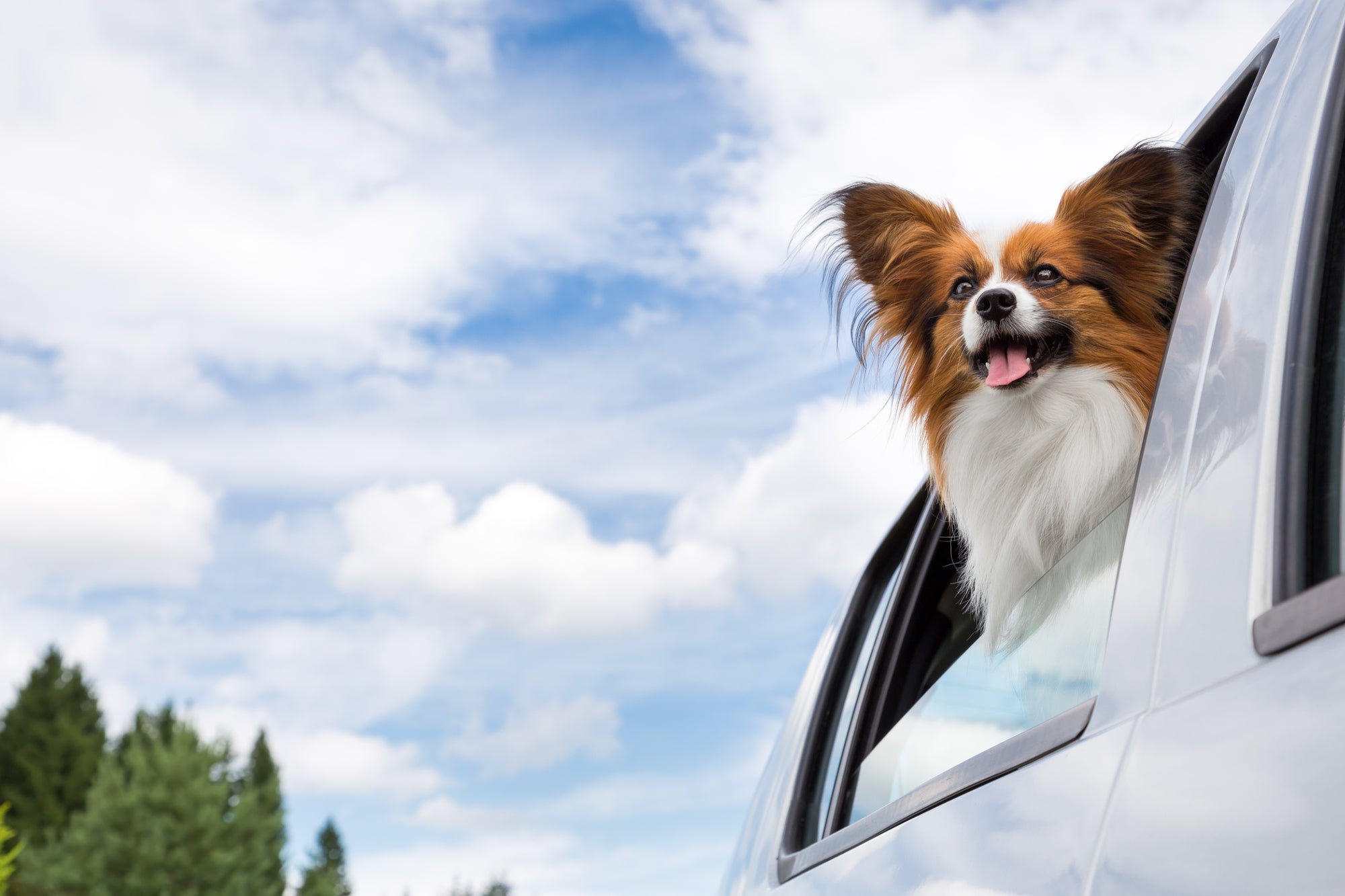 Traveling with senior dog