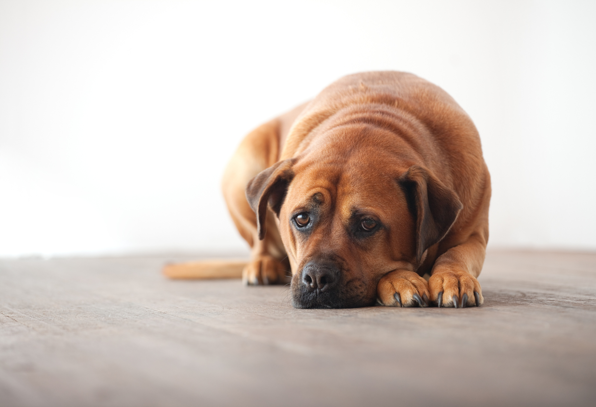 Kennel cough symptoms, kennel cough treatment in dogs