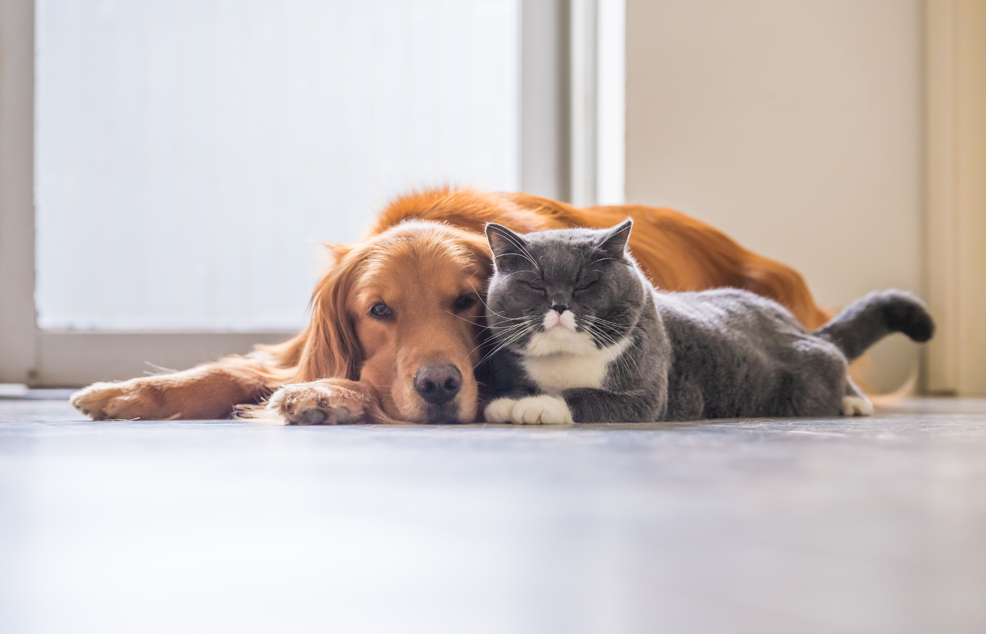 Pet Wipes: Should You Use Dog Wipes and Cat Wipes?