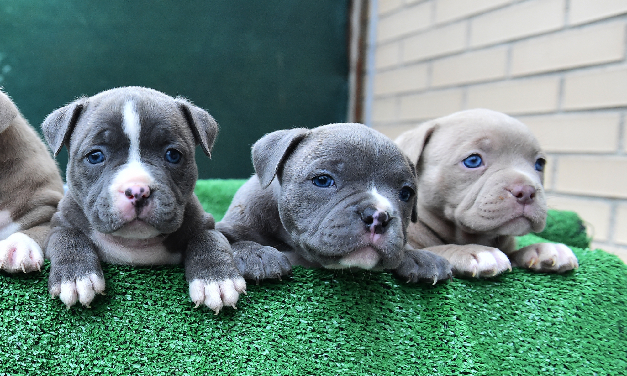 National Pit Bull Awareness Month