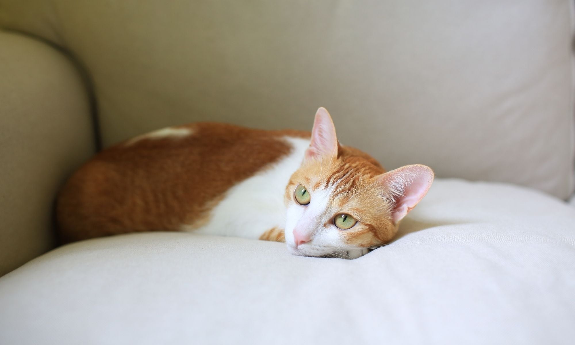 Do Female Cats Spray?