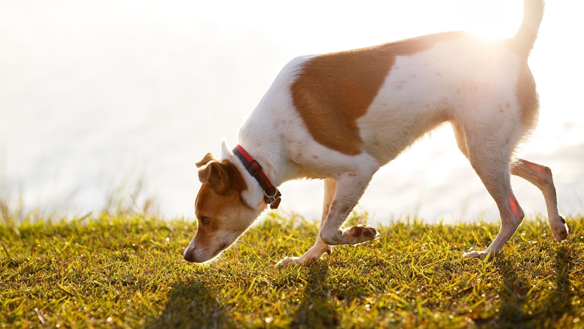 Snuffle Mat vs. Slow Feeder Dog Bowl: Which is Better?