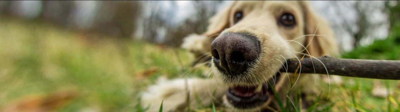 What Exactly are Antler Dog Chews Anyway?