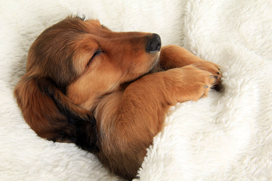 What to Expect When You Bring Home a Puppy