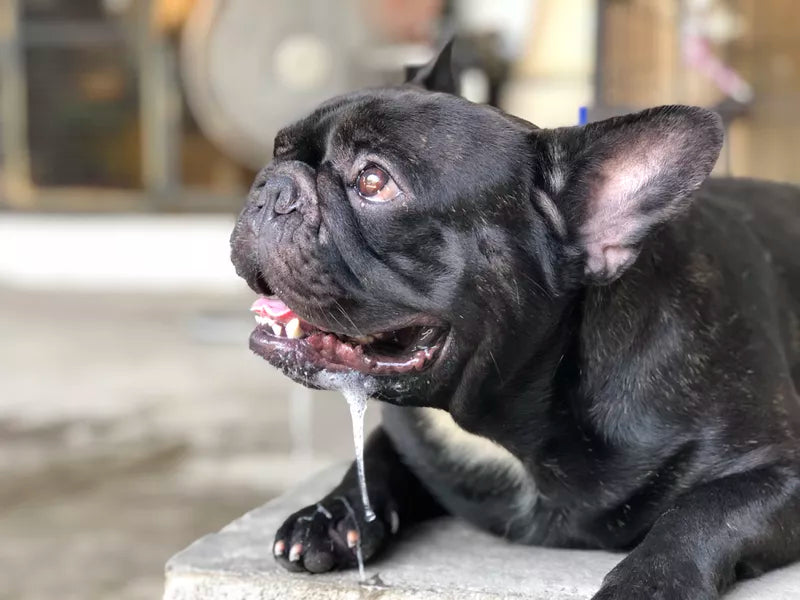 Why Do Dogs Drool?