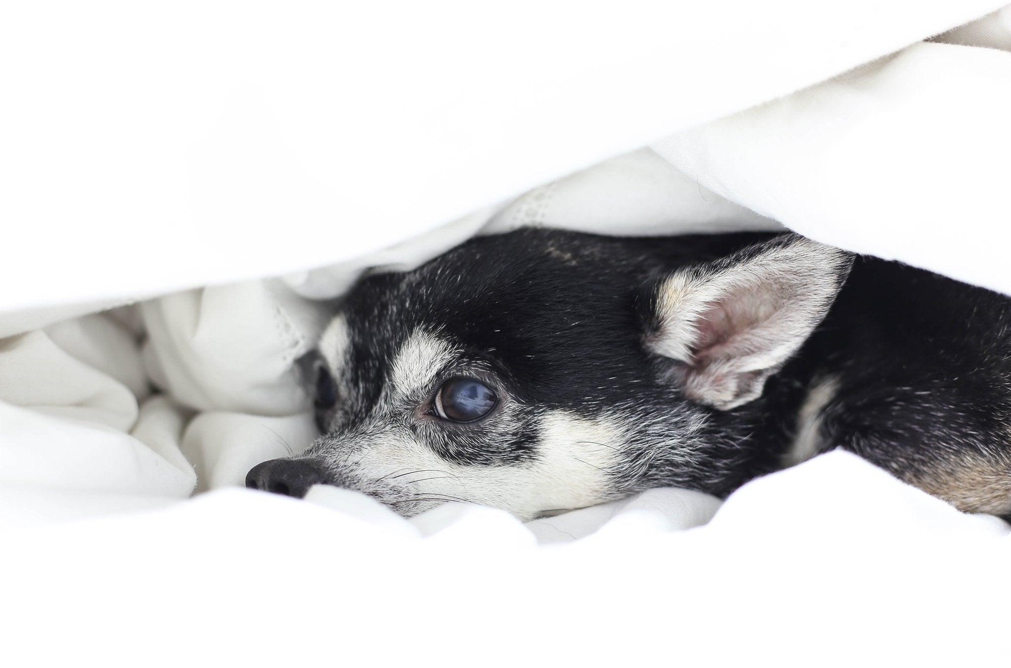 Why Dogs Are Scared of Thunder