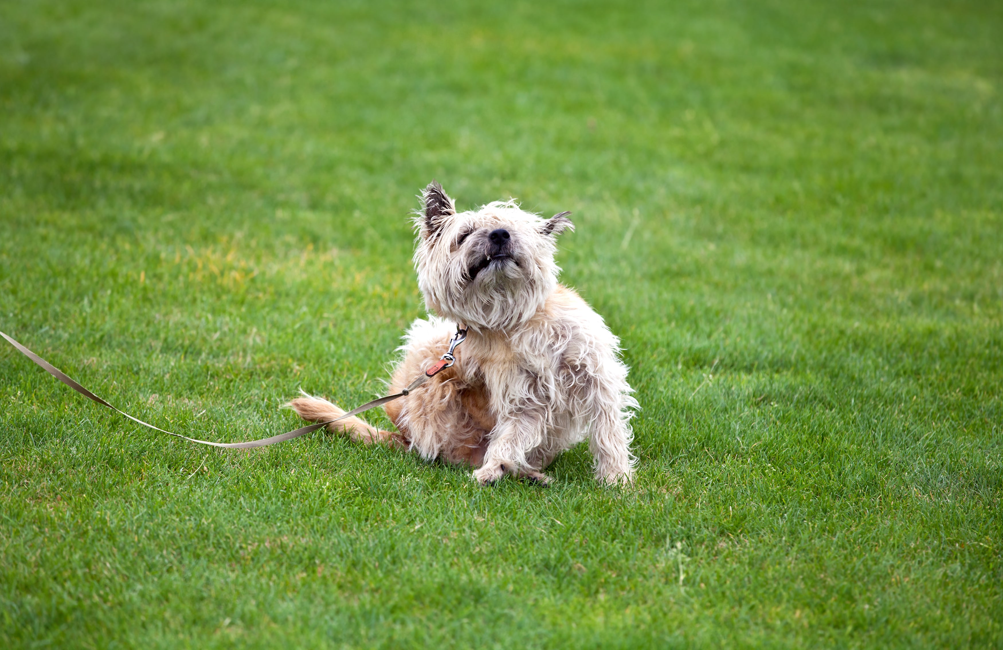 Why Dogs are Returned to the Shelter