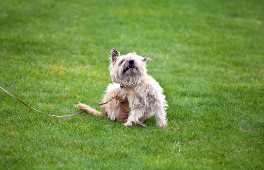 Why Dogs are Returned to the Shelter