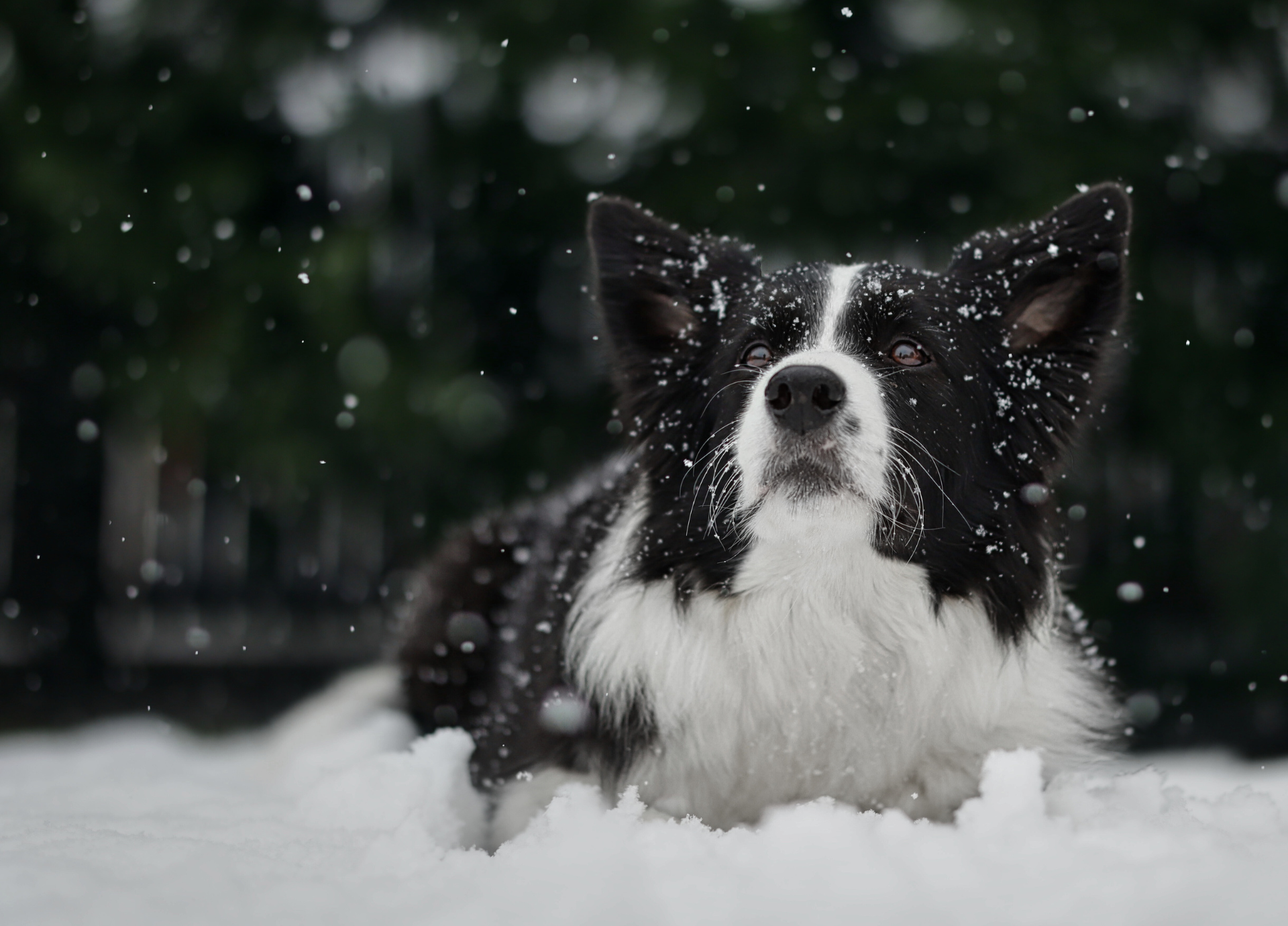 Winter Tips for Pets