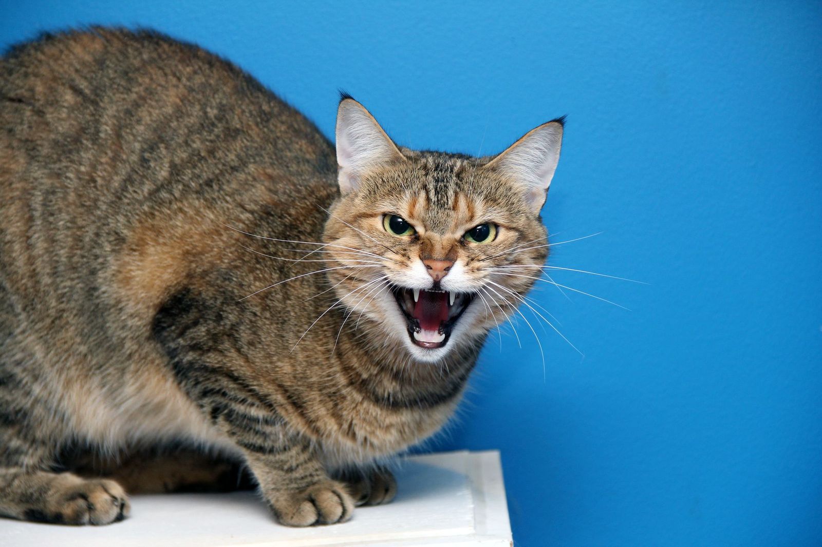 Stress Triggers in Cats