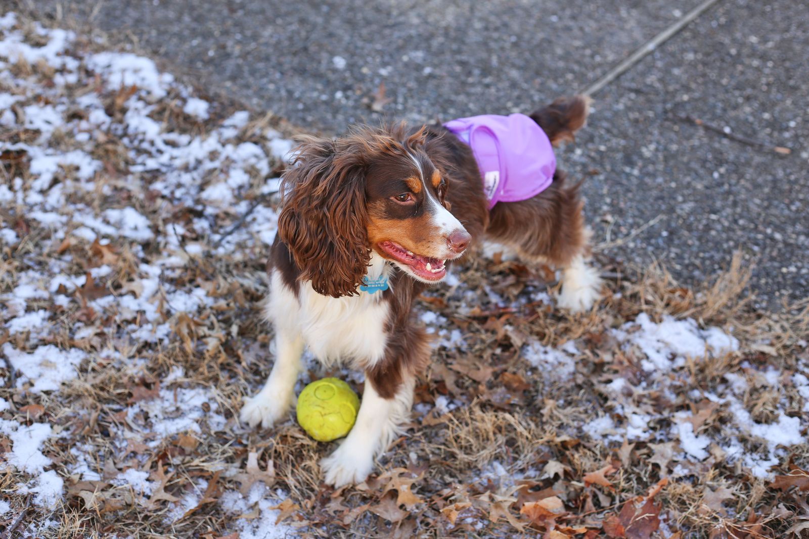 Benefits of Diapers for Dogs in Heat