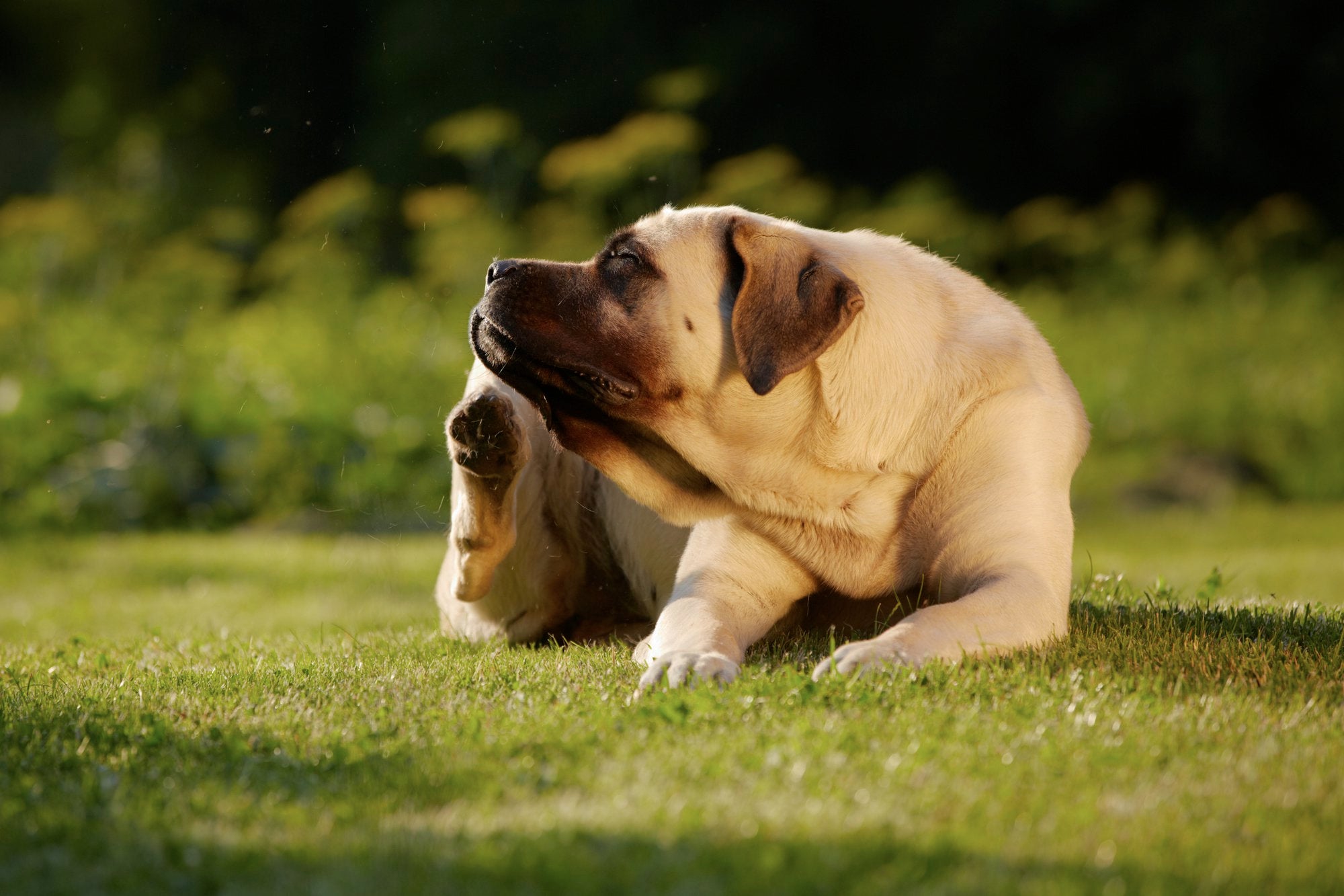 The Pet Parents® Guide to Dog Allergies
