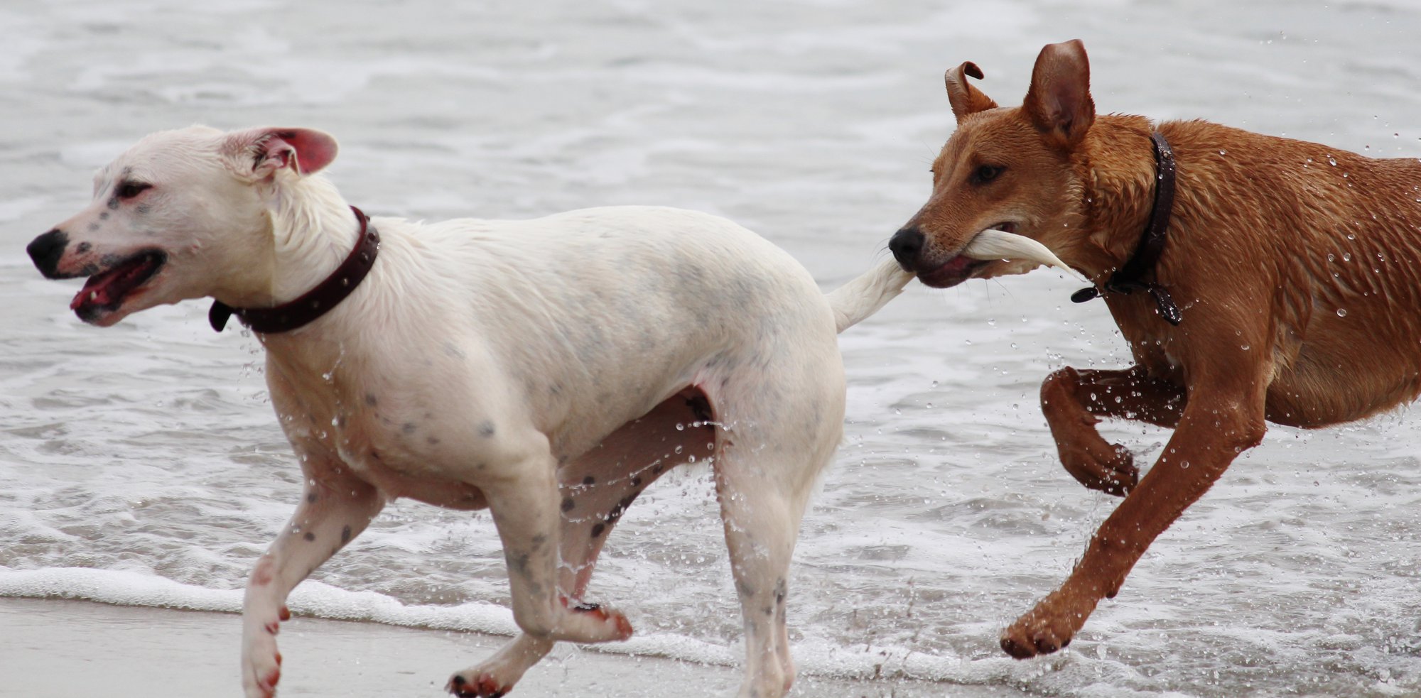 The Pet Parents® Guide to Responsible Dog Breeding