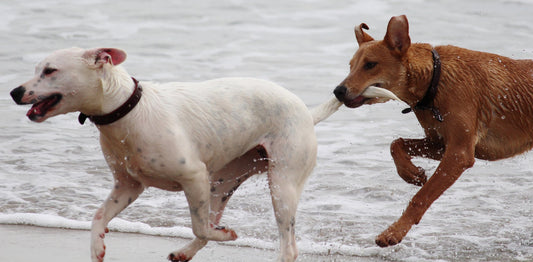 The Pet Parents® Guide to Responsible Dog Breeding