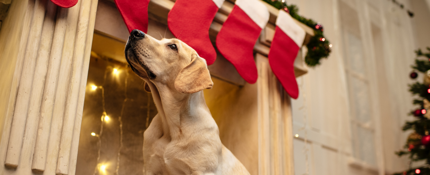 Do dogs know it's Christmas?