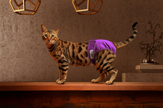 Cat Diapers and Things Needed When Traveling With a Cat