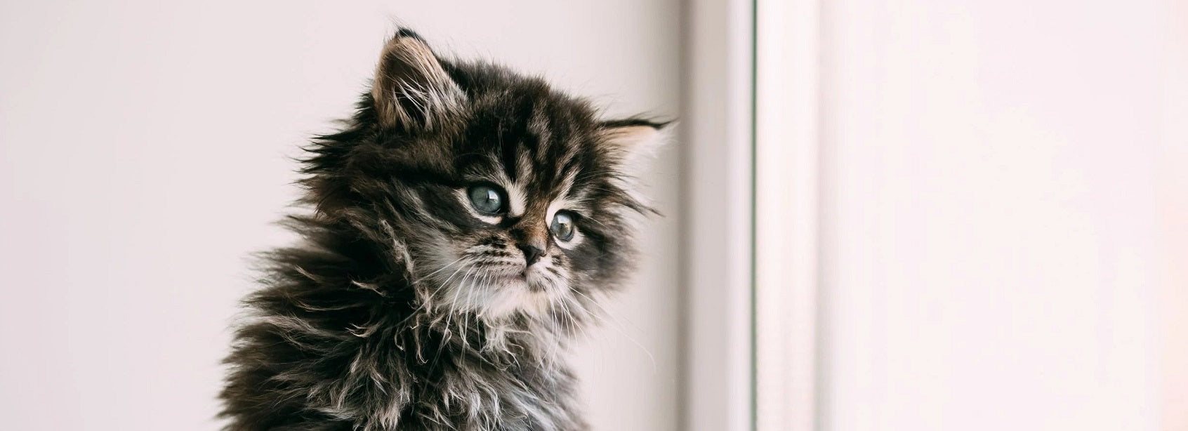 Cat Diapers, Diapers for Cats