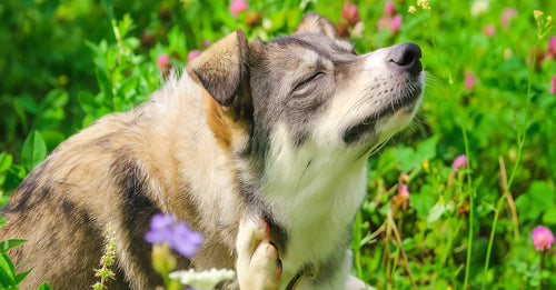 dog