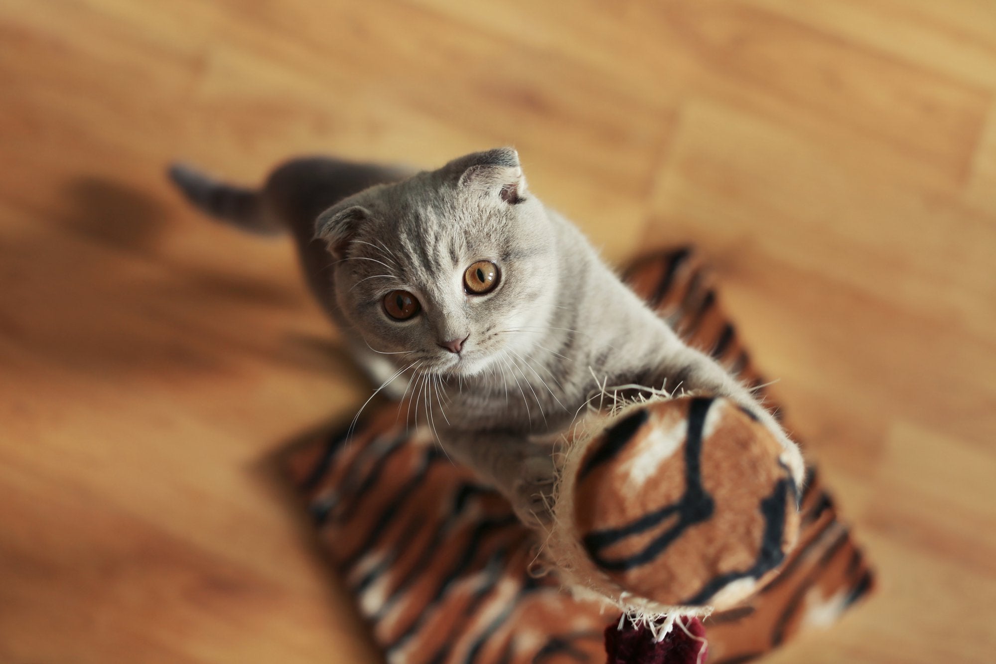 How to Protect Your Furniture From Cat Scratching