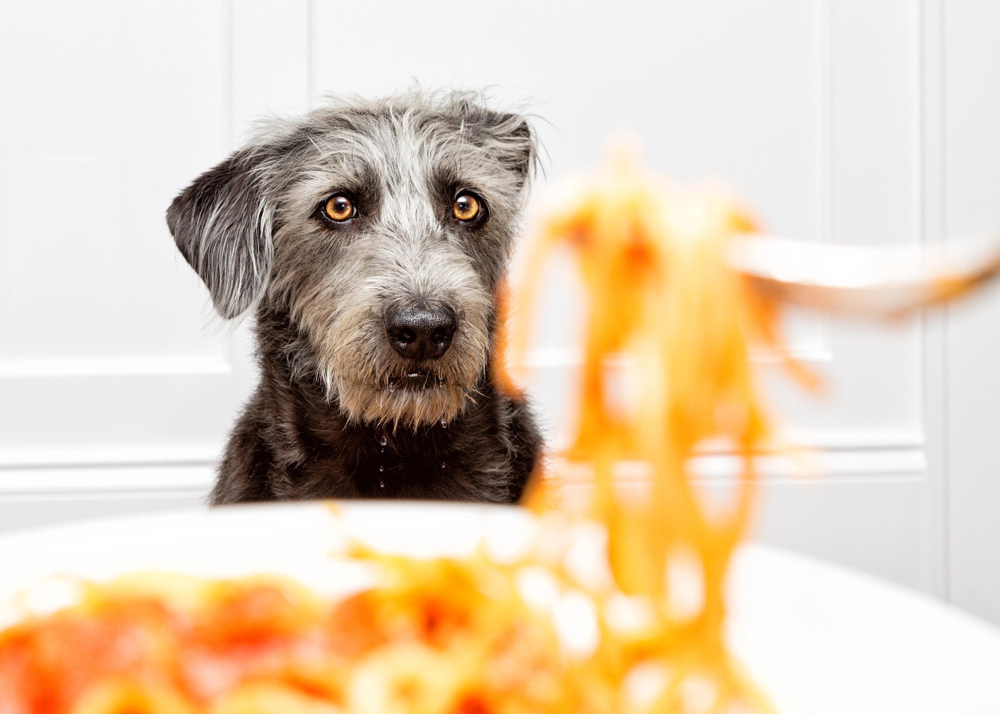 Dog-Safe Fall Foods