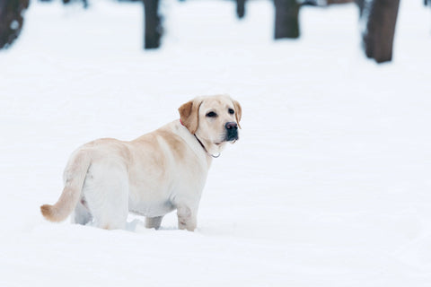Winter Care for Paws and Skin