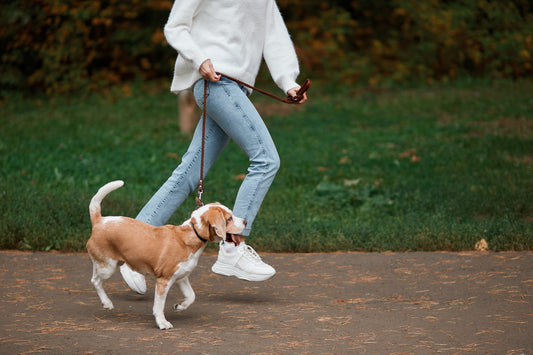 8 Dog Walking Mistakes You Are Making